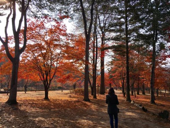 nami Island 남이선 南怡岛