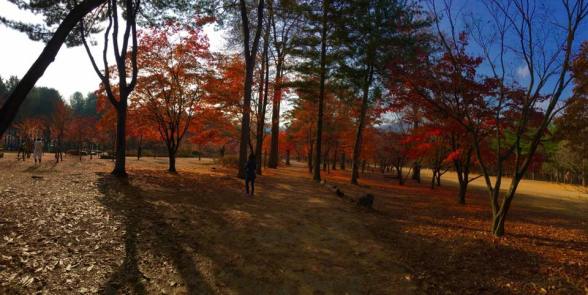 nami Island 남이선 南怡岛