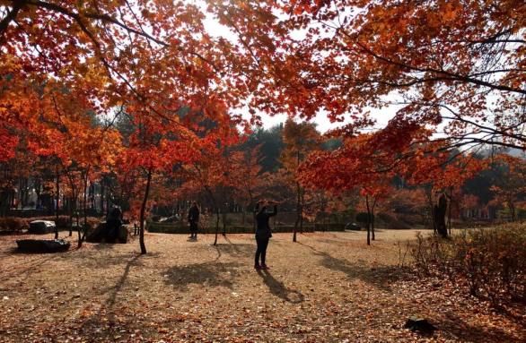 nami Island 남이선 南怡岛