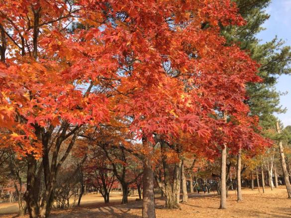 nami Island 남이선 南怡岛