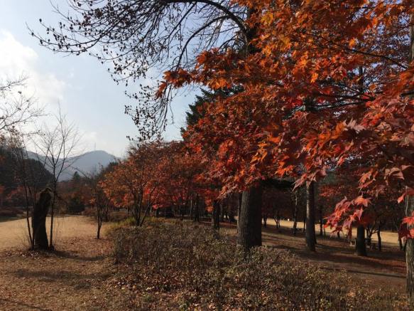 nami Island 남이선 南怡岛