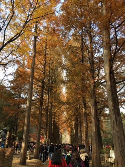 nami Island 남이선 南怡岛