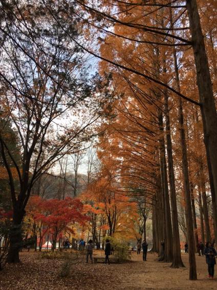 nami Island 남이선 南怡岛