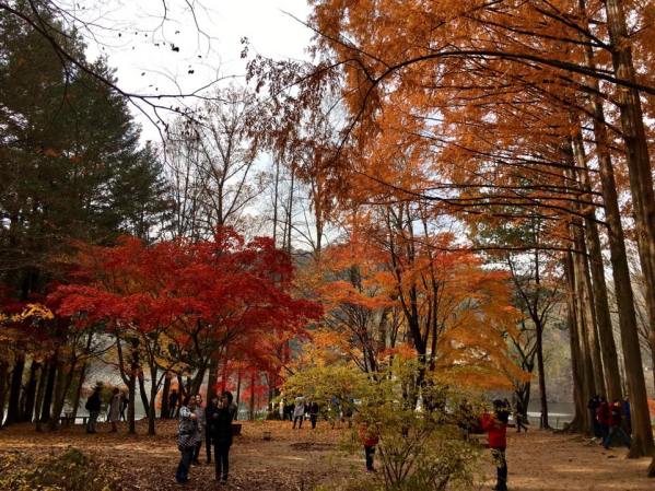 nami Island 남이선 南怡岛
