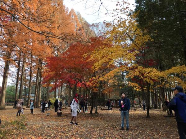 nami Island 남이선 南怡岛