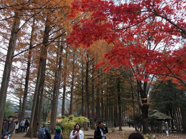 nami Island 남이선 南怡岛