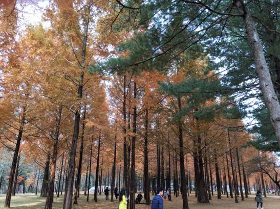 nami island