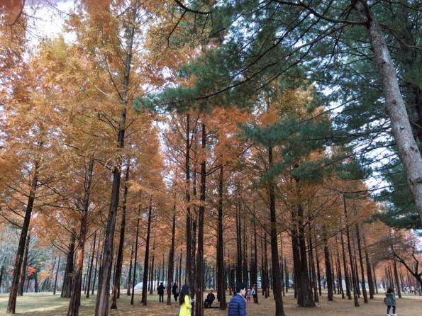 nami Island 남이선 南怡岛