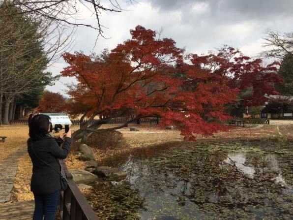 nami Island 남이선 南怡岛