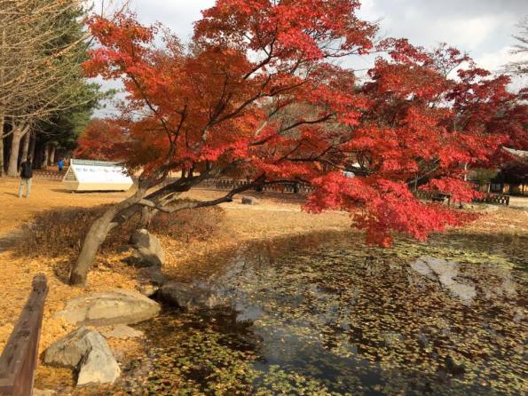 nami Island 남이선 南怡岛