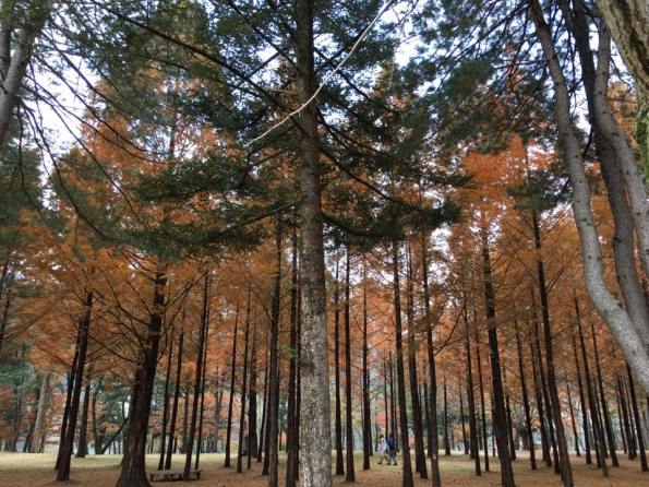nami Island 남이선 南怡岛