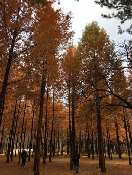 nami Island 남이선 南怡岛