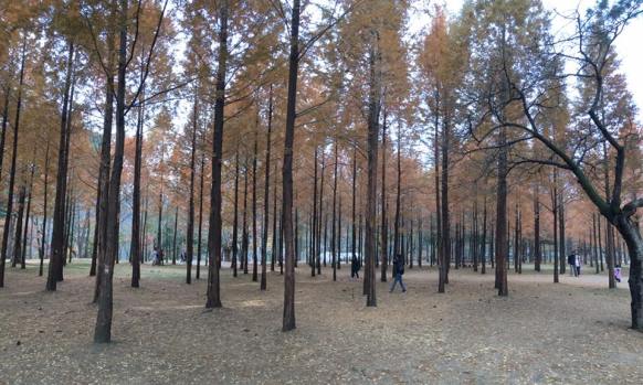 nami Island 남이선 南怡岛