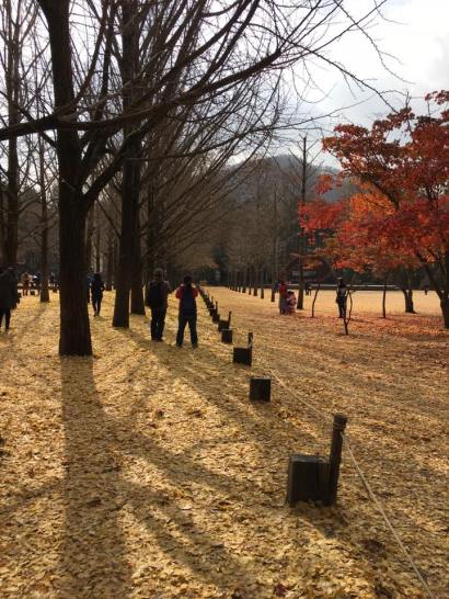 nami Island 남이선 南怡岛
