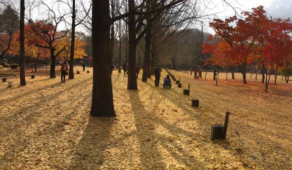 nami Island 남이선 南怡岛