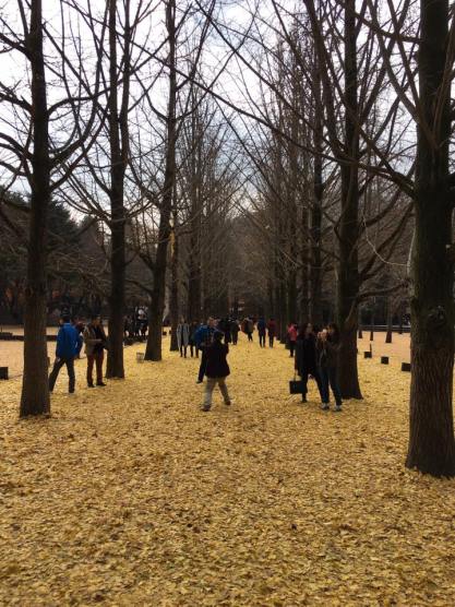 nami Island 남이선 南怡岛