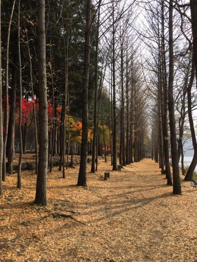 nami Island 남이선 南怡岛