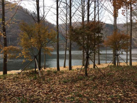 nami Island 남이선 南怡岛