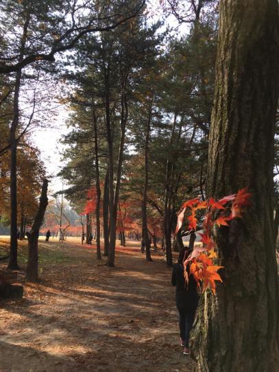 nami Island 남이선 南怡岛