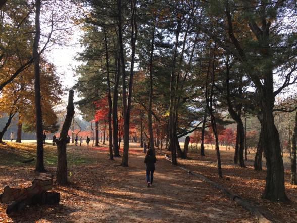 nami Island 남이선 南怡岛