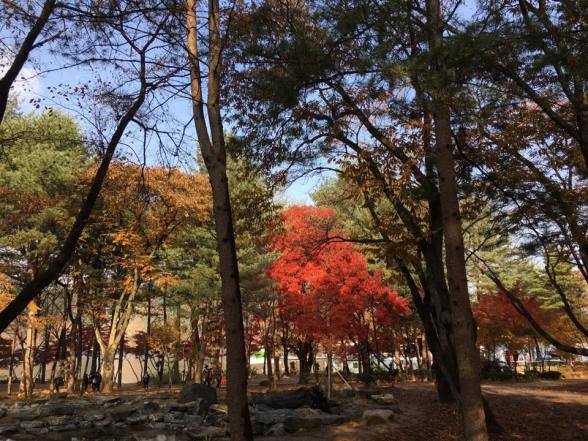 nami Island 남이선 南怡岛