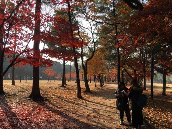 nami Island 남이선 南怡岛