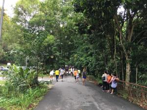from carpark towards bukit timah hill visitors centre
