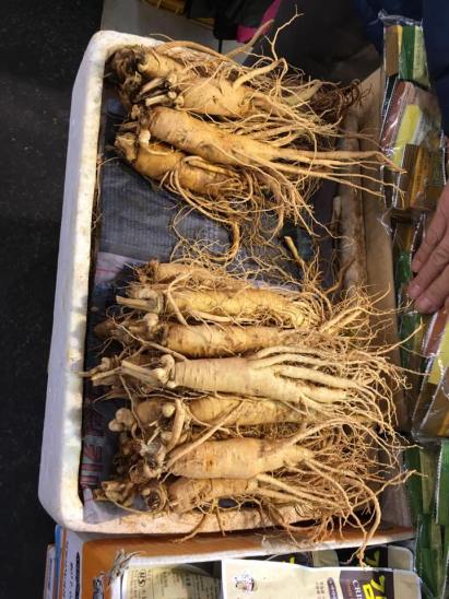 korean-ginseng