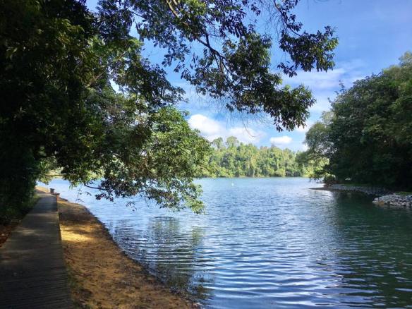 walk at macritchie - along the board walk