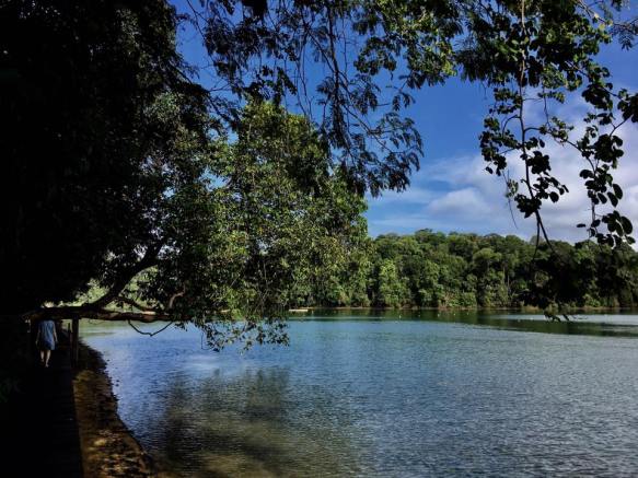 walk at macritchie - along the board walk