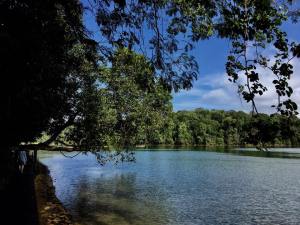 walk at macritchie - along the board walk
