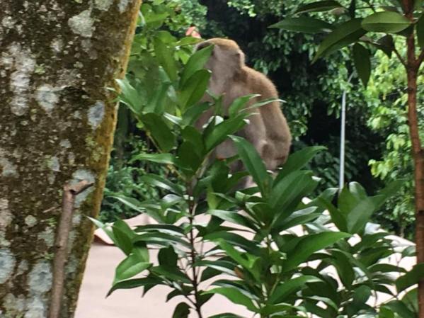 monkey in somebody's garden