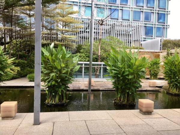 we sat in a room with view of the roofttop garden outside