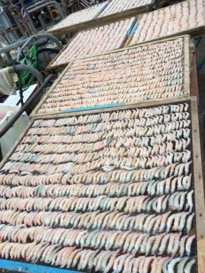 sunning shrimps for dry shrimps (hae bee)